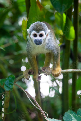 Mico pequeño de origen tropical 