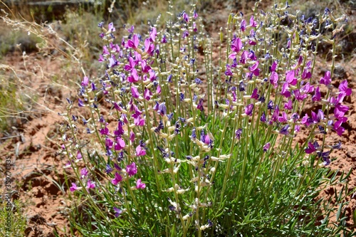 purple flowers Kodachrome Basin State Park Utah