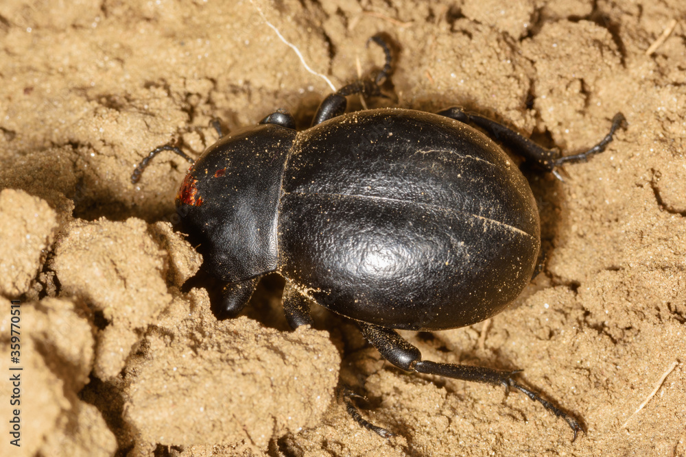 Black beetle (Gnaptor spinimanus) in the sand. Black beetle (Gnaptor spinimanus) in the sand.