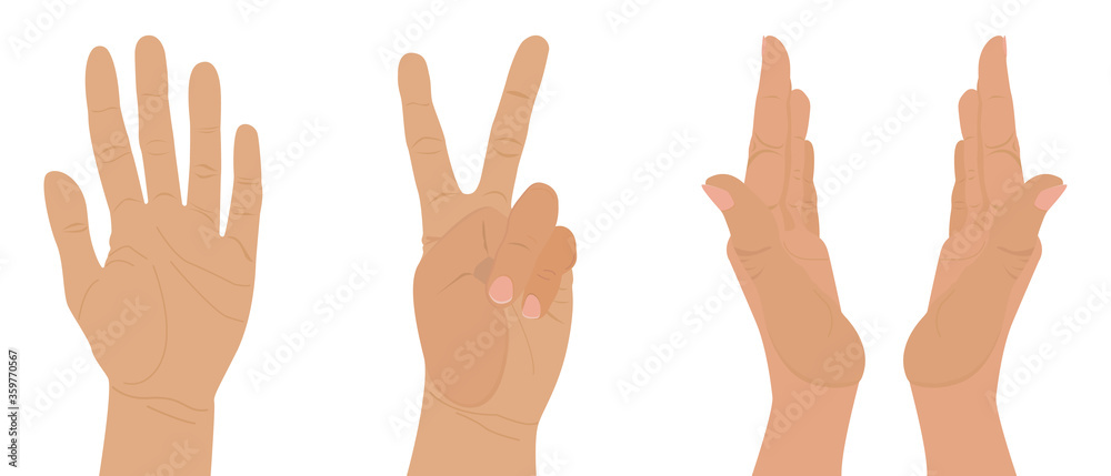 Set of gestures and hands in different poses. Vector illustration of hands isolated on a white background