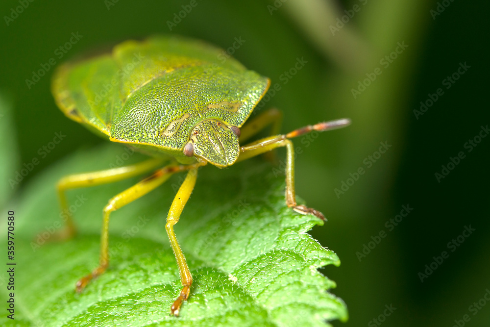 Macro photo. A smelly green bedbug on a leaf. A small depth of field. Macro photo. A smelly green bedbug on a leaf. A small depth of field.