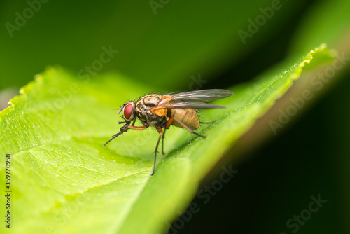 Macro photo. A fly with red eyes sits on a green sheet.