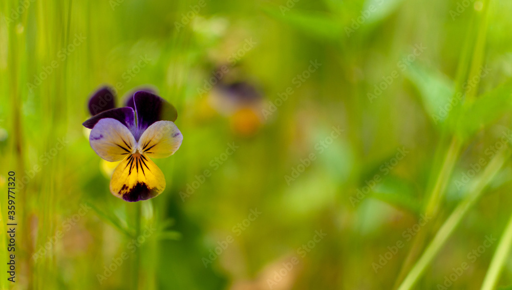 Fototapeta premium Blooming yellow-violet Pansy flower on blurred grassy background. Viola.