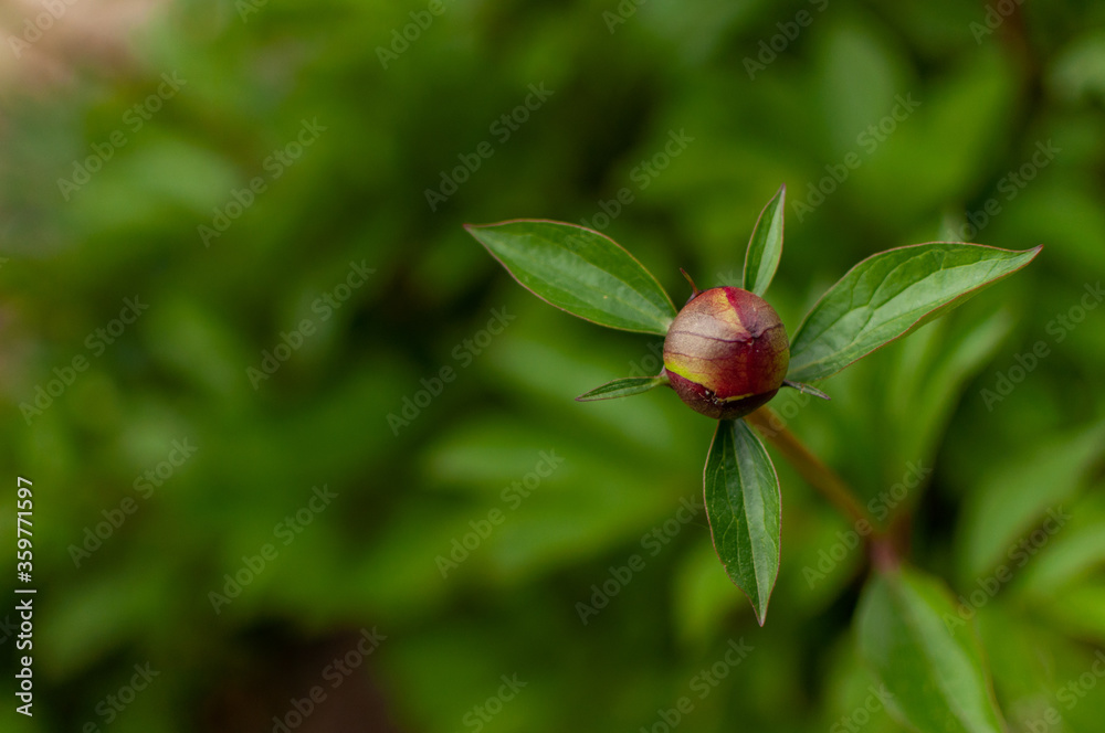 Young pink Tree Peony bud on blurred floral background with copy space. Paeonia suffruticosa. Young pink Tree Peony bud on blurred floral background with copy space. Paeonia suffruticosa.