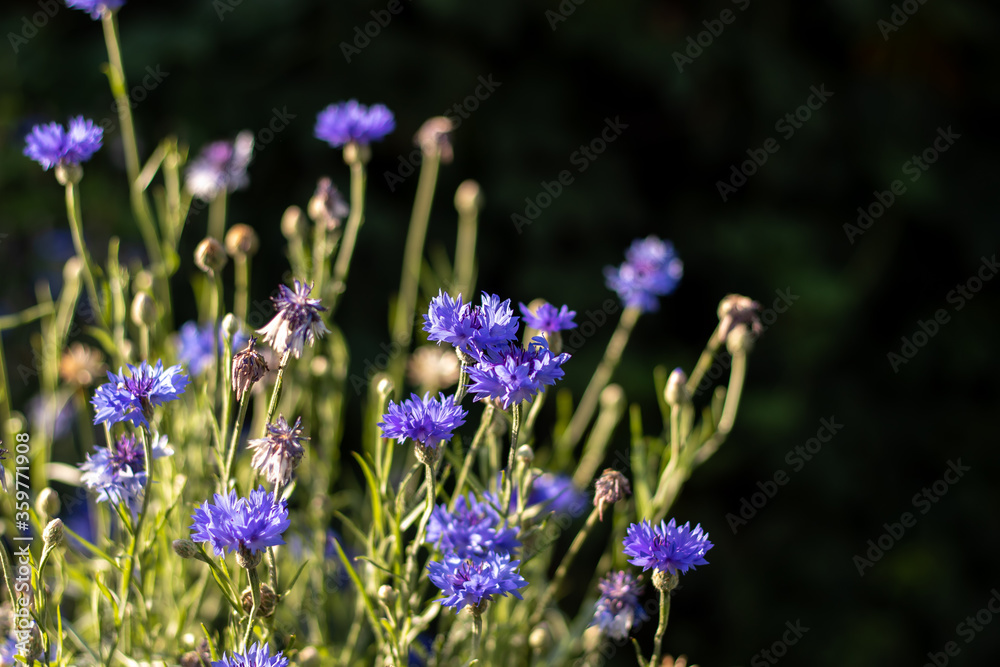 Wildflowers blue cornflowers in the sunlight. Close-up with a blurred background. Wildflowers blue cornflowers in the sunlight. Close-up with a blurred background.