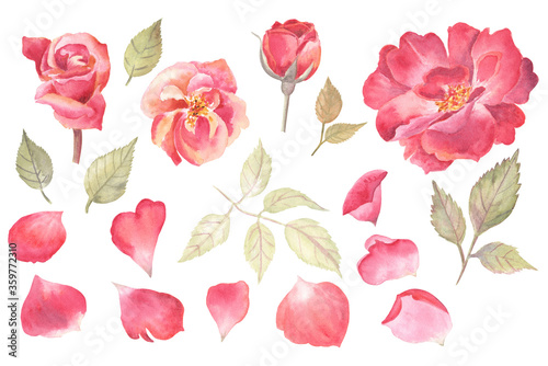 Passionate and bright set of red rose  rose buds  petals and leaves. Watercolor realistic illustration. Great for romantic occasions and classic design. 