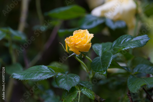 Żółty kwiat róży rozwijający się na krzewie w ogrodzie