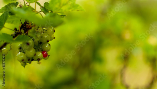 Young ripening Red Currant fruits on a blurred greenery background with space for text. Ribes rubrum.