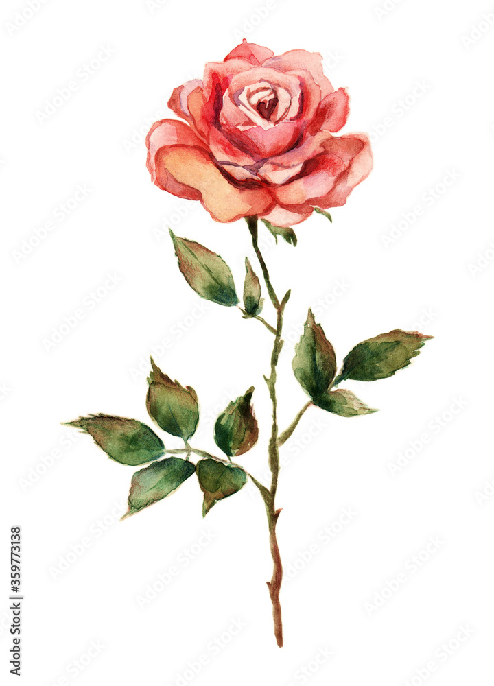 Hand-drawn watercolor and pencils red rose isolated on white background