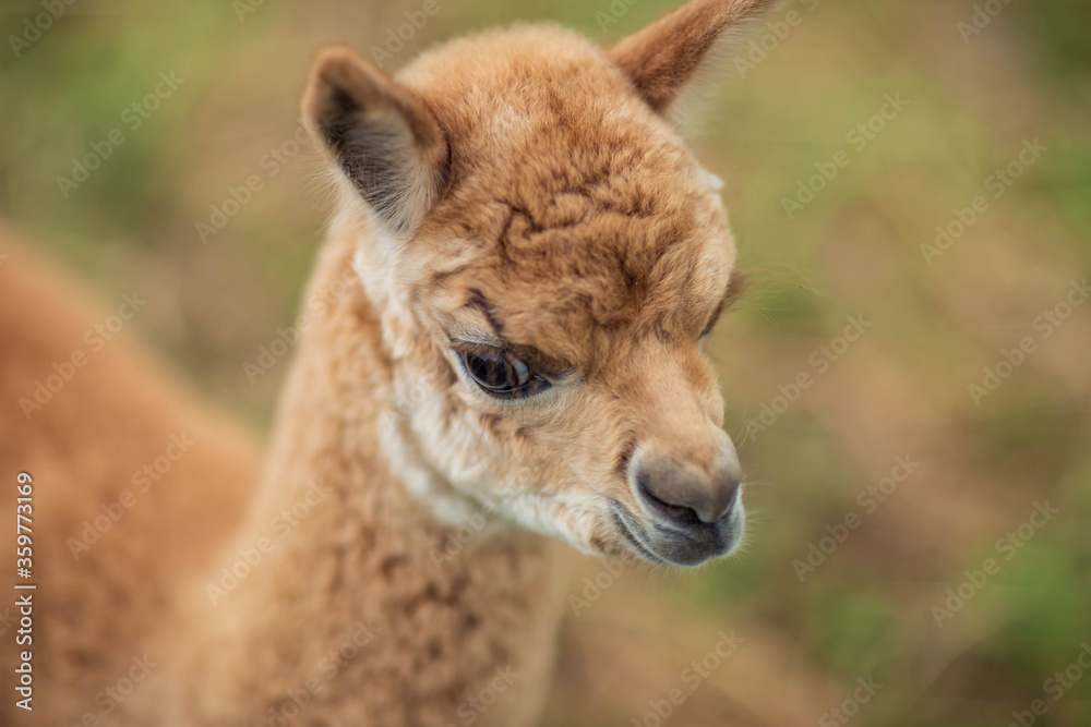 baby Alpaca living on a home farm baby Alpaca living on a home farm