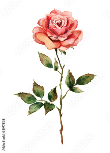 Hand-drawn watercolor and pencils red rose isolated on white background