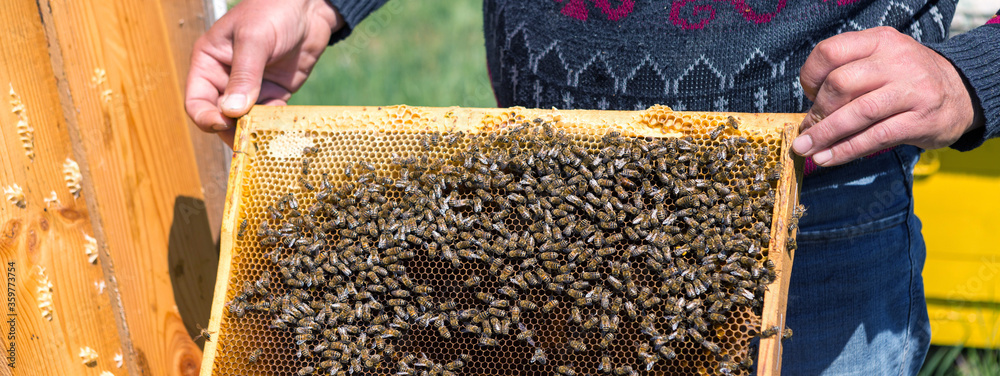 A farmer on a bee apiary holds frames with wax honeycombs. Planned preparation for the collection of honey. A farmer on a bee apiary holds frames with wax honeycombs. Planned preparation for the collection of honey.