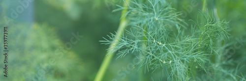 Fresh juicy dill branches closeup. Useful vegetarian spices.