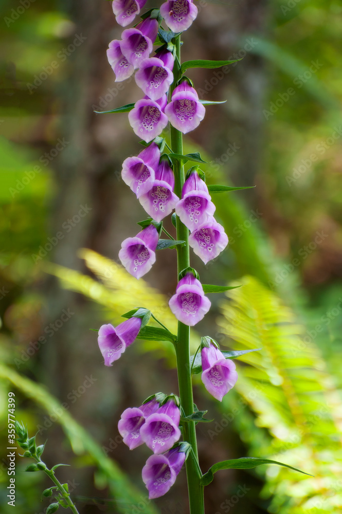 Foxglove is an attractive plant that grows throughout the United States. It grows in the wild and is cultivated in private gardens for its beauty. All parts of the plant are poisonous if swallowed. Foxglove is an attractive plant that grows throughout the United States. It grows in the wild and is cultivated in private gardens for its beauty. All parts of the plant are poisonous if swallowed.