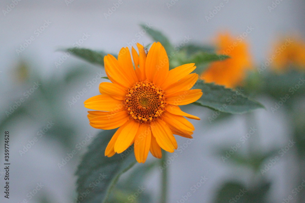 orange flower in the garden orange flower in the garden