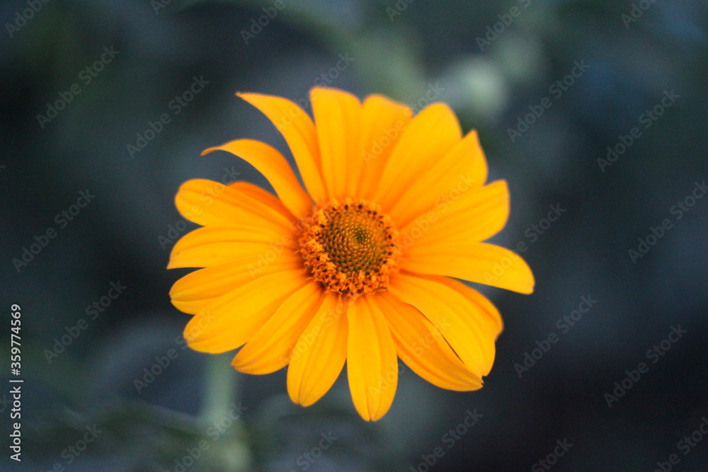 yellow flower on a green background yellow flower on a green background