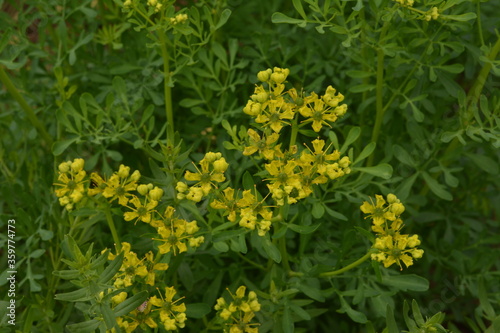 Common rue with flowers, Ruta graveolens, in garden, selected focus photo