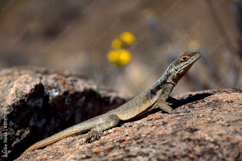 MADAGASCAR LIZARDS. ENDEMIC SPECIES IN AFRICA. MADAGASCAR LIZARDS. ENDEMIC SPECIES IN AFRICA.