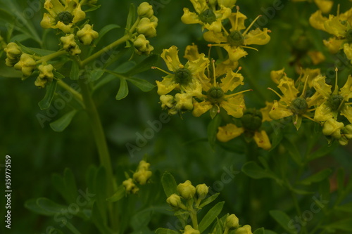 Common rue with flowers, Ruta graveolens, in garden, selected focus photo