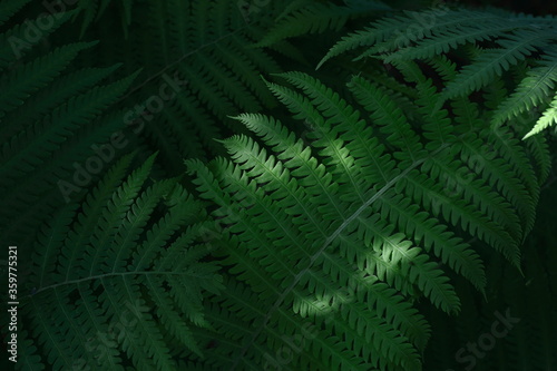 Fern leaves with a glimmer of light