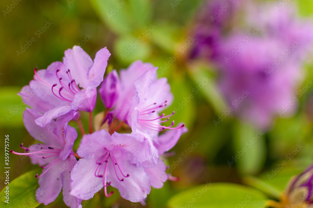 Blooming pink rhododendron flower on a green floral background with copy space. Rhododendron Catawbiense Grandiflorum. Blooming pink rhododendron flower on a green floral background with copy space. Rhododendron Catawbiense Grandiflorum.