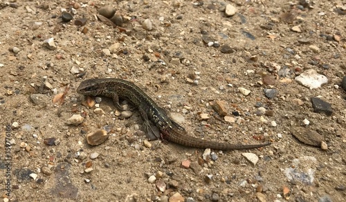 common lizard