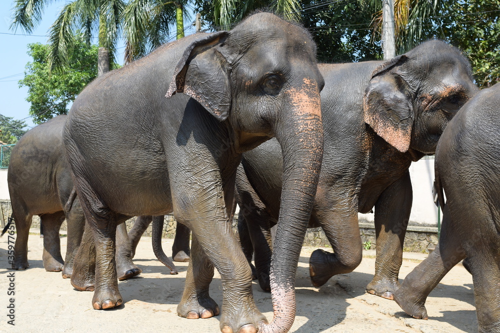 Fototapeta premium SRI LANKAN ELEPHANTS IN PINNAWALA.