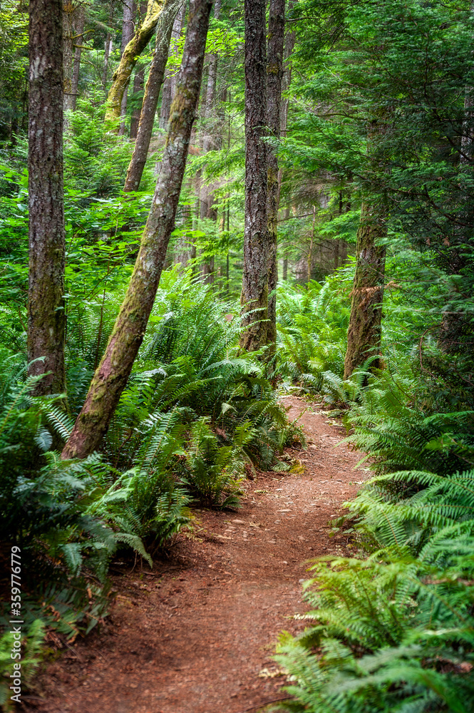 Douglas Fir Forest in the Pacific Northwest. Verdant green sword ferns and large fir trees make for a classic rain forest environment in western Washington state. Douglas Fir Forest in the Pacific Northwest. Verdant green sword ferns and large fir trees make for a classic rain forest environment in western Washington state.