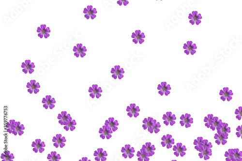 pink flowers with five petals on a white background in the form of a pattern