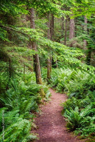 Douglas Fir Forest in the Pacific Northwest. Verdant green sword ferns and large fir trees make for a classic rain forest environment in western Washington state. 
