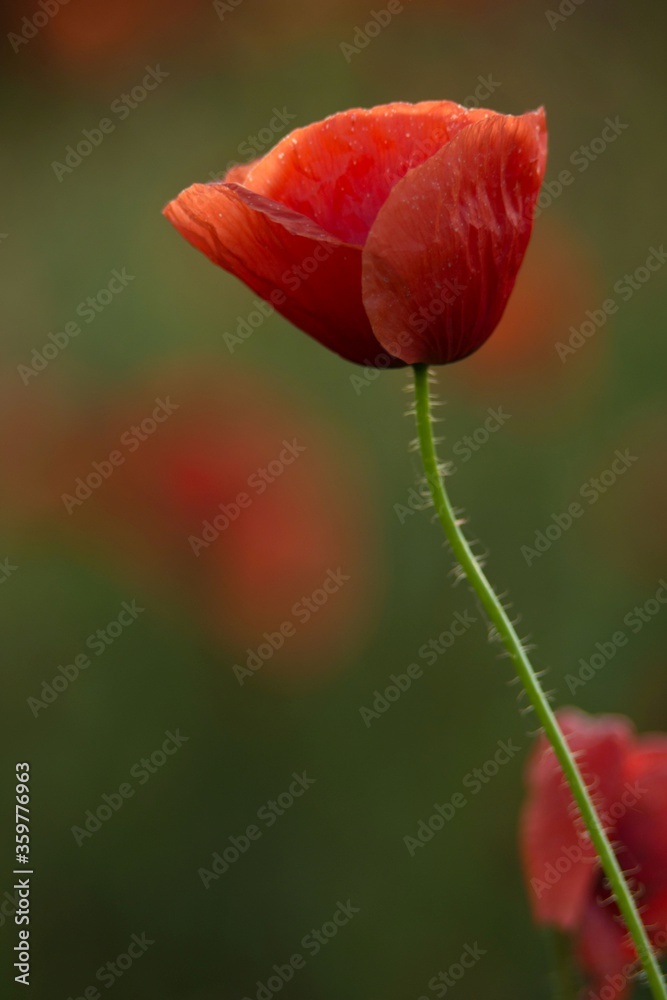 Fototapeta premium Pani