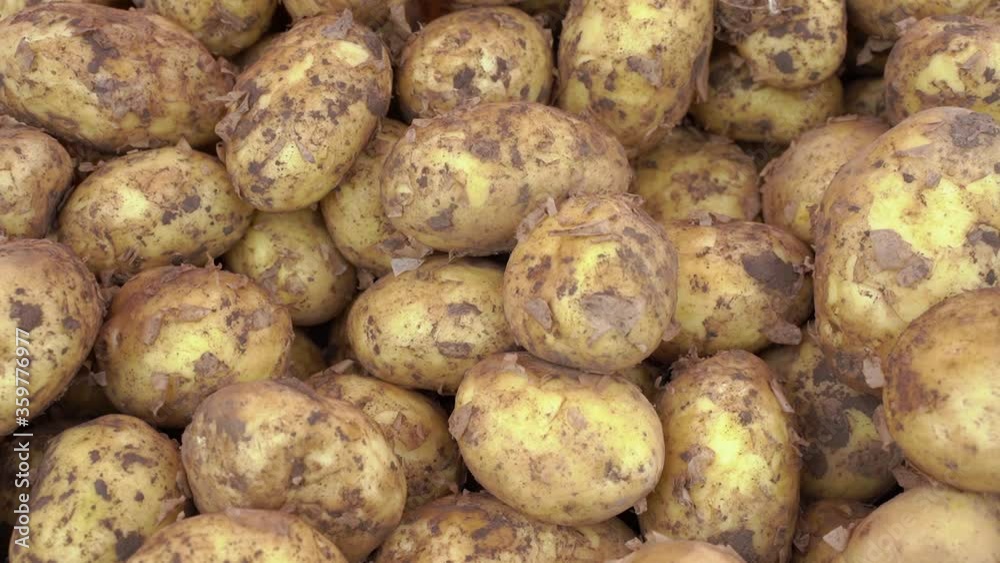 Close-up of a fresh raw potatoes background. Harvested freshly picked young potatoes harvested Close-up of a fresh raw potatoes background. Harvested freshly picked young potatoes harvested