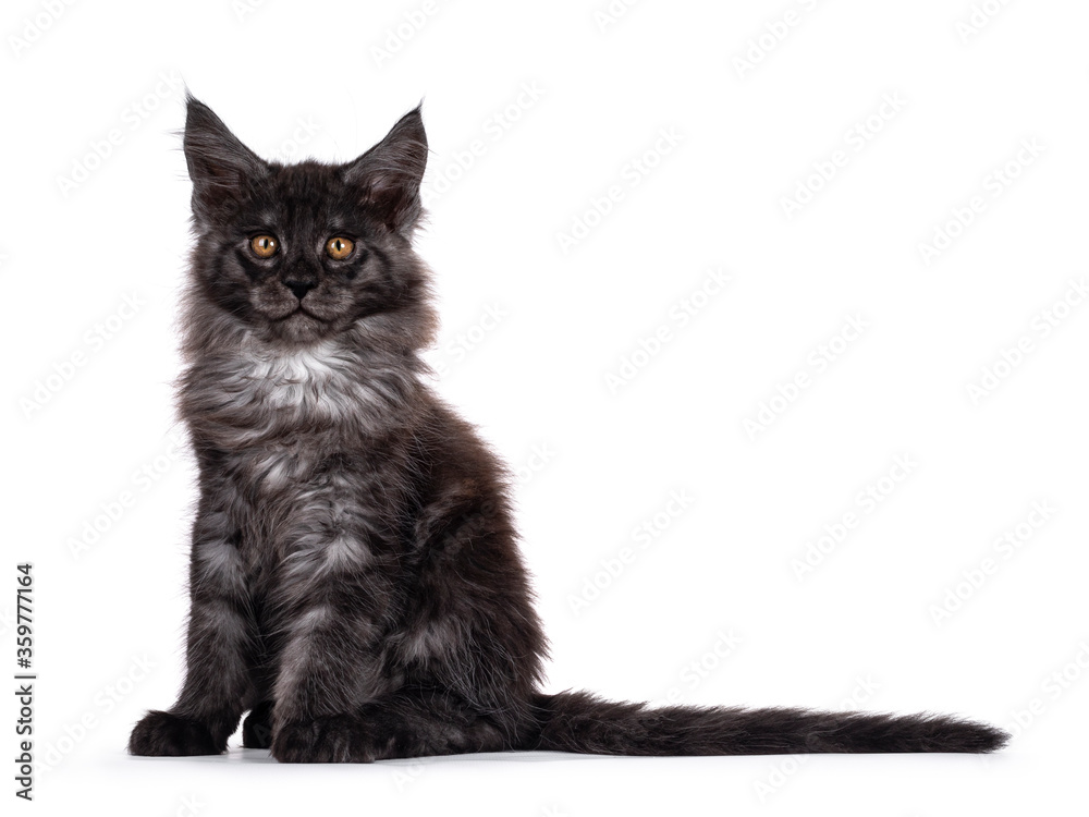 Majestic black smoke Maine Coon cat kitten, sitting up side ways. Looking towards camera with golden brown eyes. Isolated on white background.