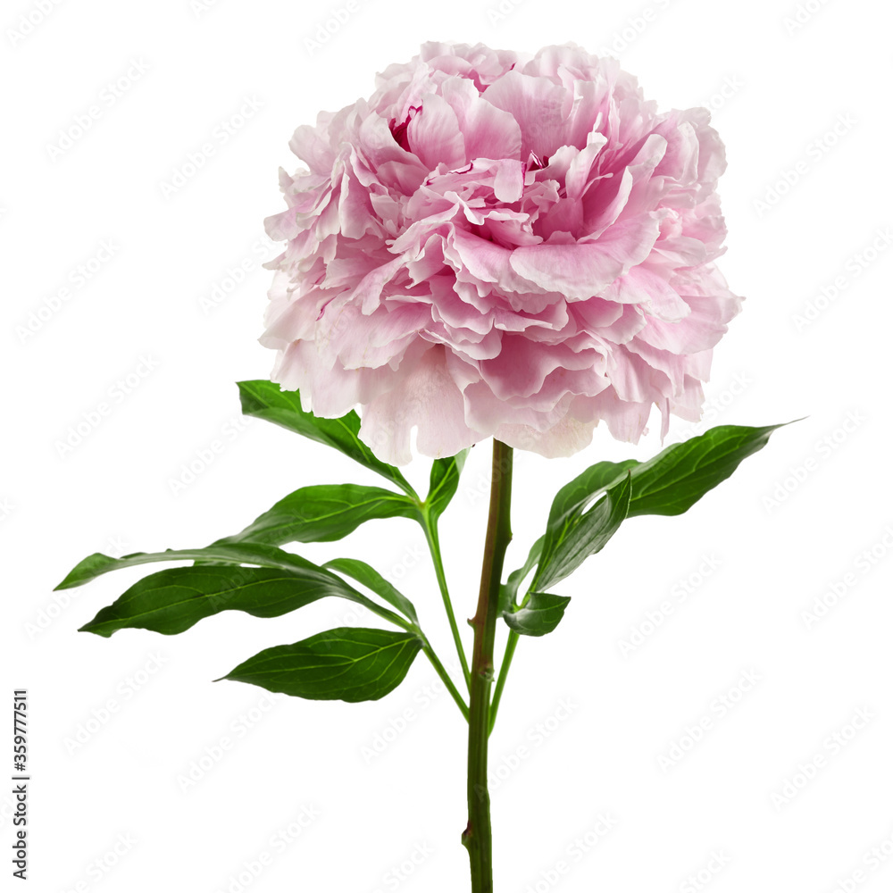 Pink fresh peony isolated on white background Pink fresh peony isolated on white background