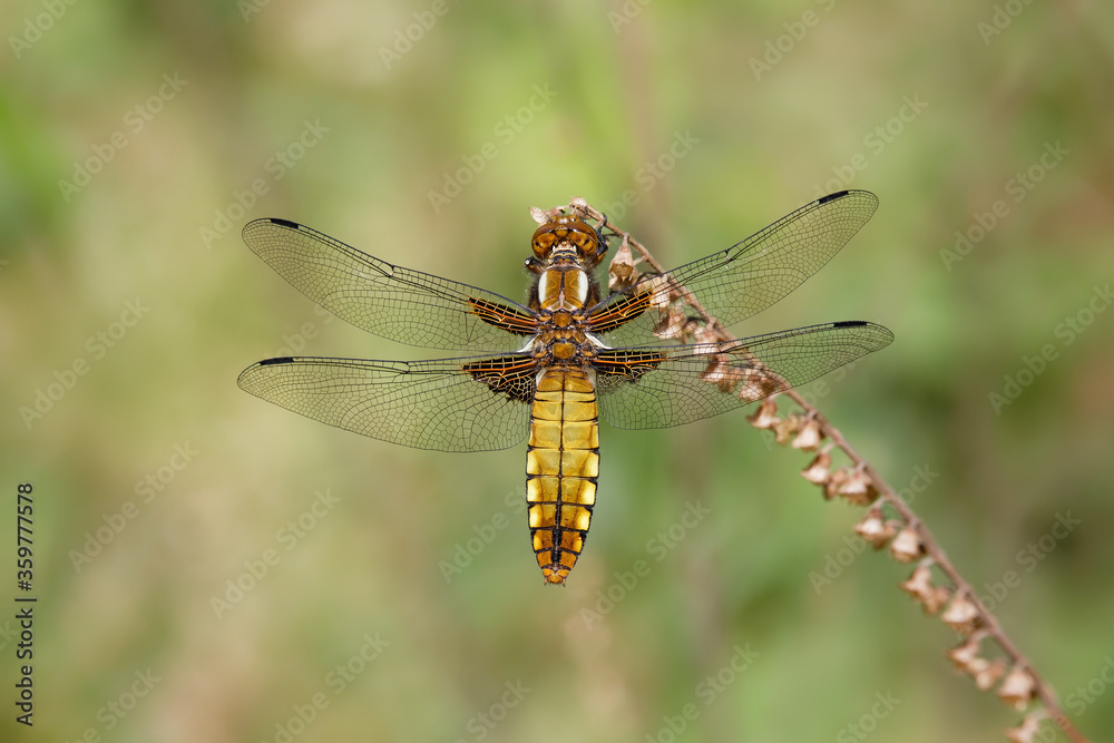 Broad-bodied Chaser on a dried flowers. Broad-bodied Chaser on a dried flowers.