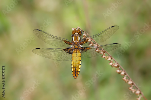 Broad-bodied Chaser on a dried flowers. © Gary