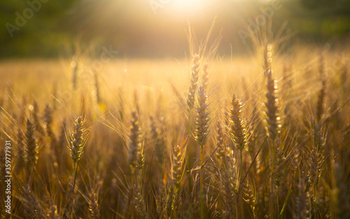 Closeup of ripe wheat growing in the field and golden sunset light