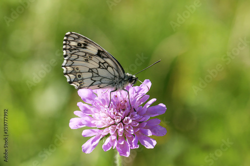 Melanargia galathea - A marbled white butterfly nectaring on a scabious flower © leomalsam