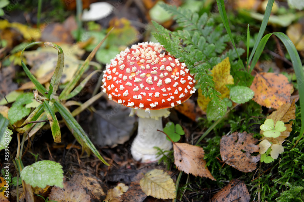 The young fly agaric (Amanita muscaria (L.) Hook.) close-up The young fly agaric (Amanita muscaria (L.) Hook.) close-up