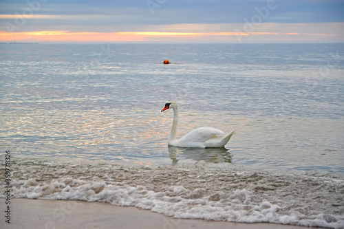 A spike swan sails in the Baltic Sea in the summer evening. Kaliningrad region