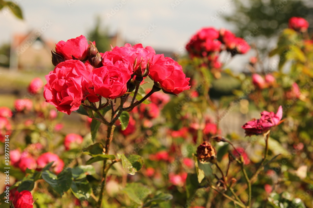 a group beautiful little red peony flowers at a shrub in the flower garden at a sunny day in springtime closeup