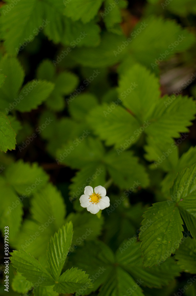 Woodland strawberry blooming flower on a green leafy background. Fragaria vesca. Woodland strawberry blooming flower on a green leafy background. Fragaria vesca.
