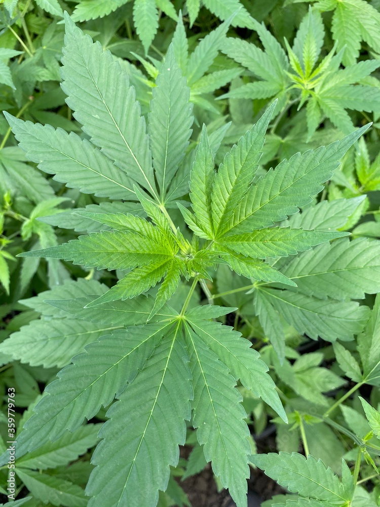 Hemp leaves Hemp leaves