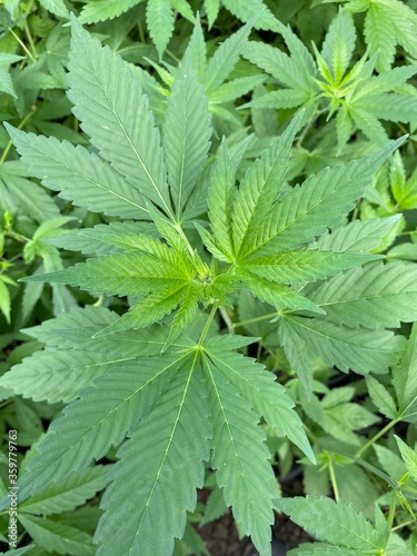 Hemp  leaves