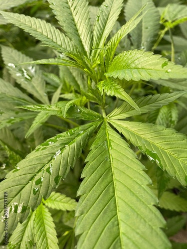 CBD plant with full and healthy leaves