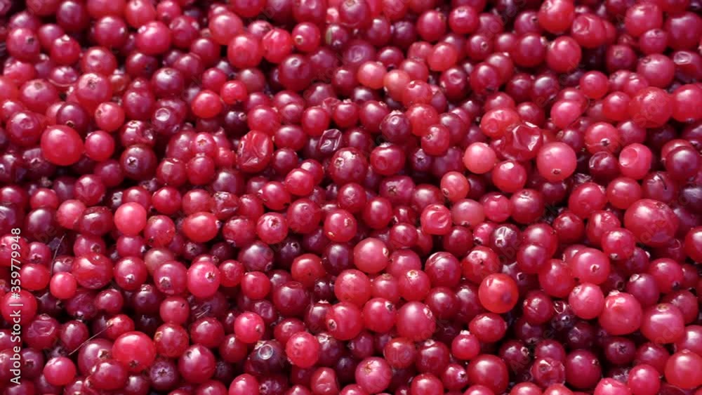 red cranberries background red cranberries background