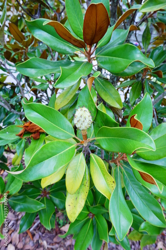 Magnolia denudata tree and flower