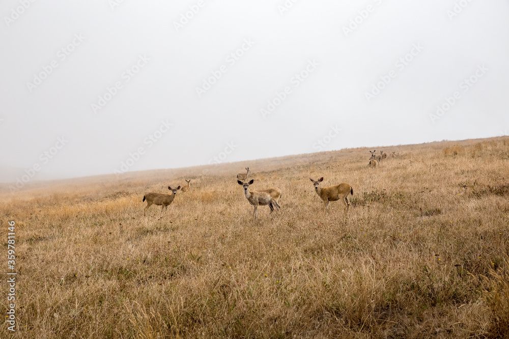 deer in the wild in Point Reyes National Seashore, California deer in the wild in Point Reyes National Seashore, California