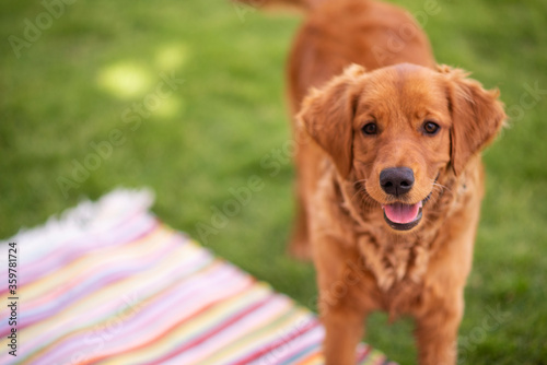 Fototapeta Naklejka Na Ścianę i Meble -  Golden Retriever dog on a green grass bright background 