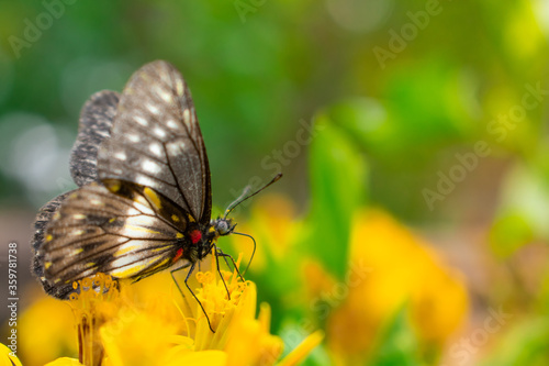 Black and white butterfly covered in pollen feeding from a yellow flower, with a green blury background.
